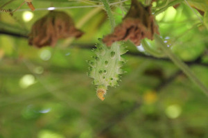 funayoshien20120809 028.jpg